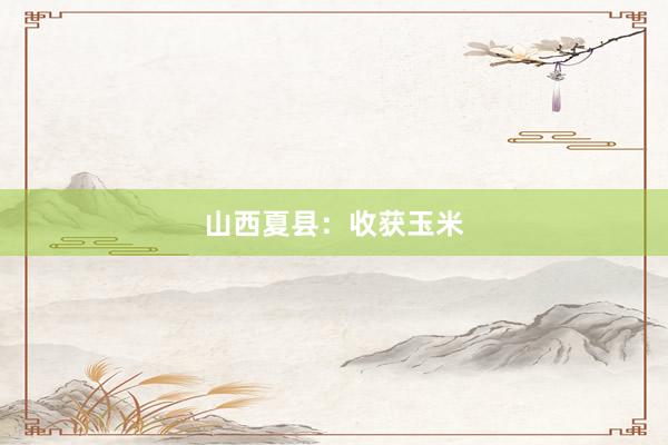 山西夏县:收获玉米